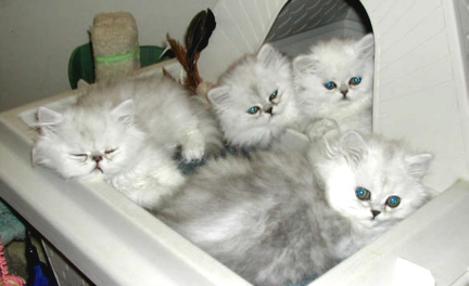 kitten